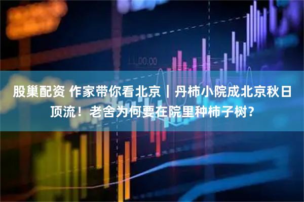 股巢配资 作家带你看北京｜丹柿小院成北京秋日顶流！老舍为何要在院里种柿子树？
